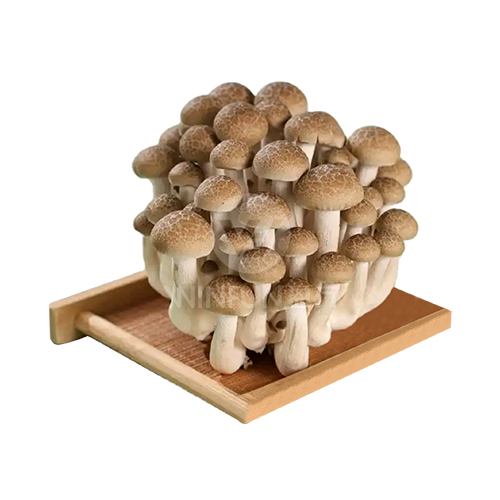 Shimeji Mushroom White.jpg